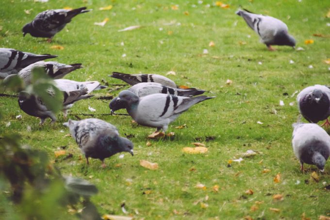 鳥の糞害や巣作りで困ったときの対処グッズ あささんぽ